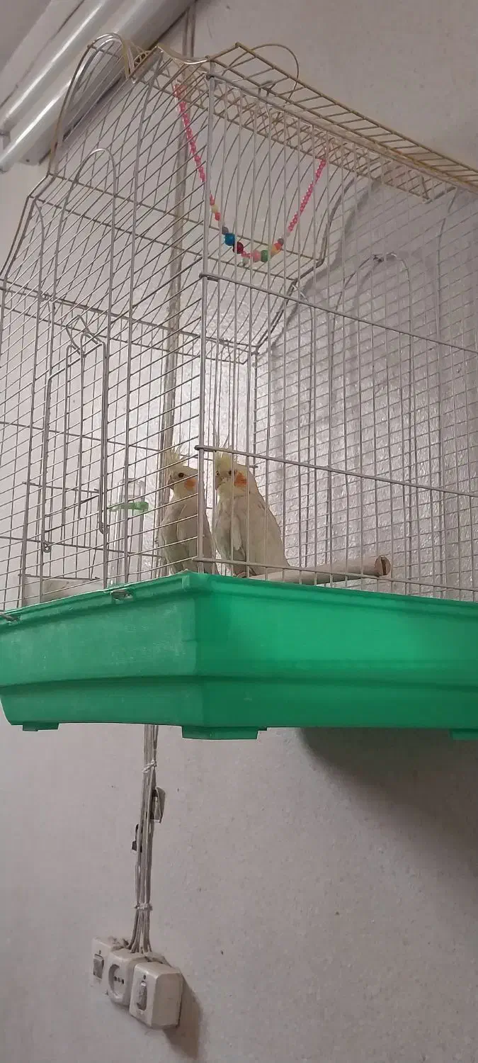 عروس هلندی|پرنده|خمینی‌شهر, |دیوار