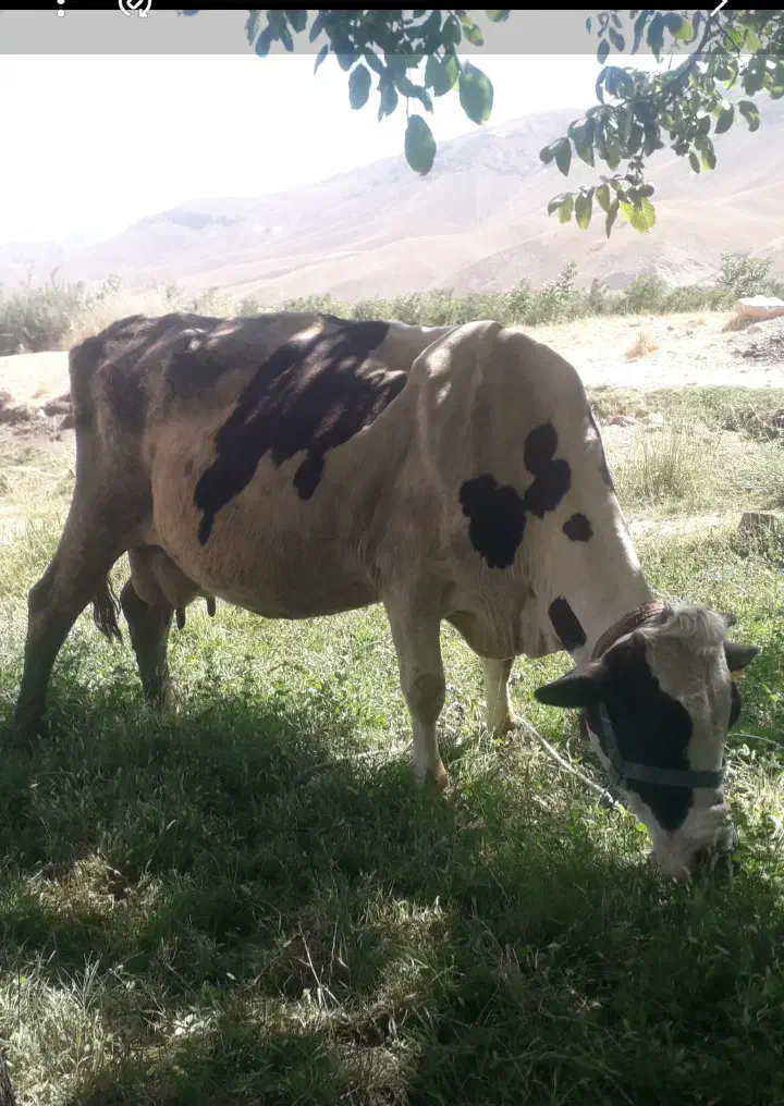 گاو شیری|حیوانات مزرعه|بروجرد, |دیوار