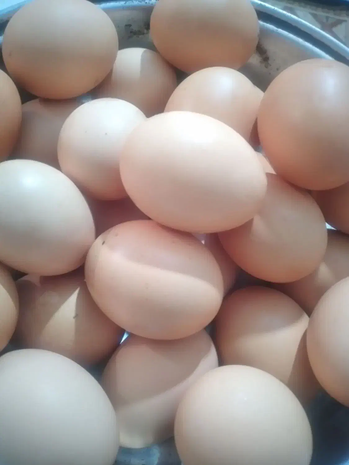 تخم مرغ محلی|خوردنی و آشامیدنی|شیروان (خراسان), |دیوار