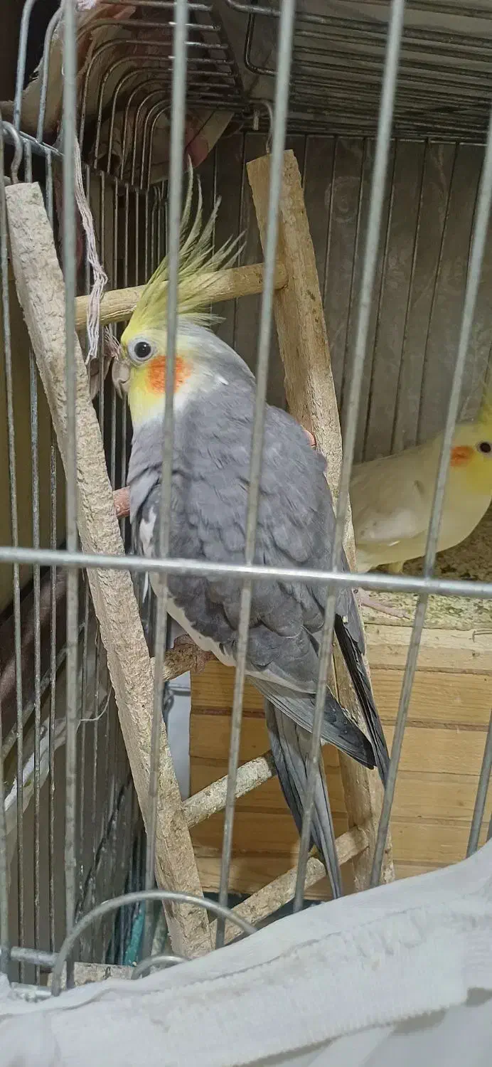 عروس هلندی مولد|پرنده|ری, جوانمرد قصاب|دیوار