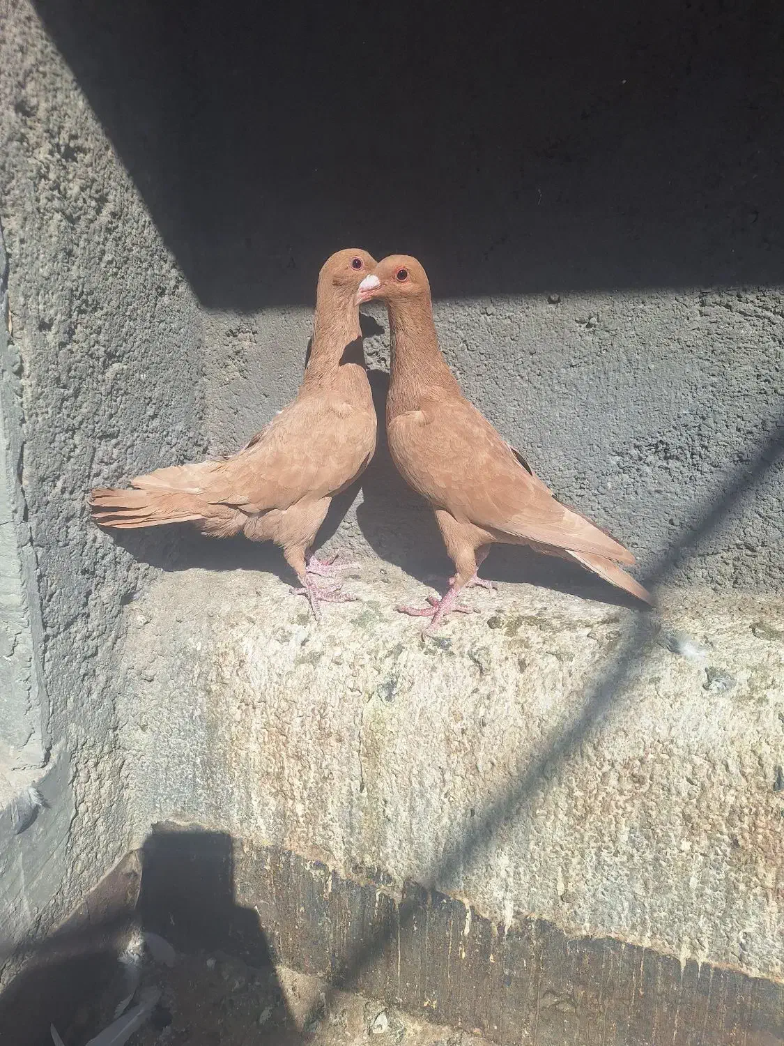 کفتر پرنده|پرنده|تربت‌حیدریه, مسجد جامع|دیوار