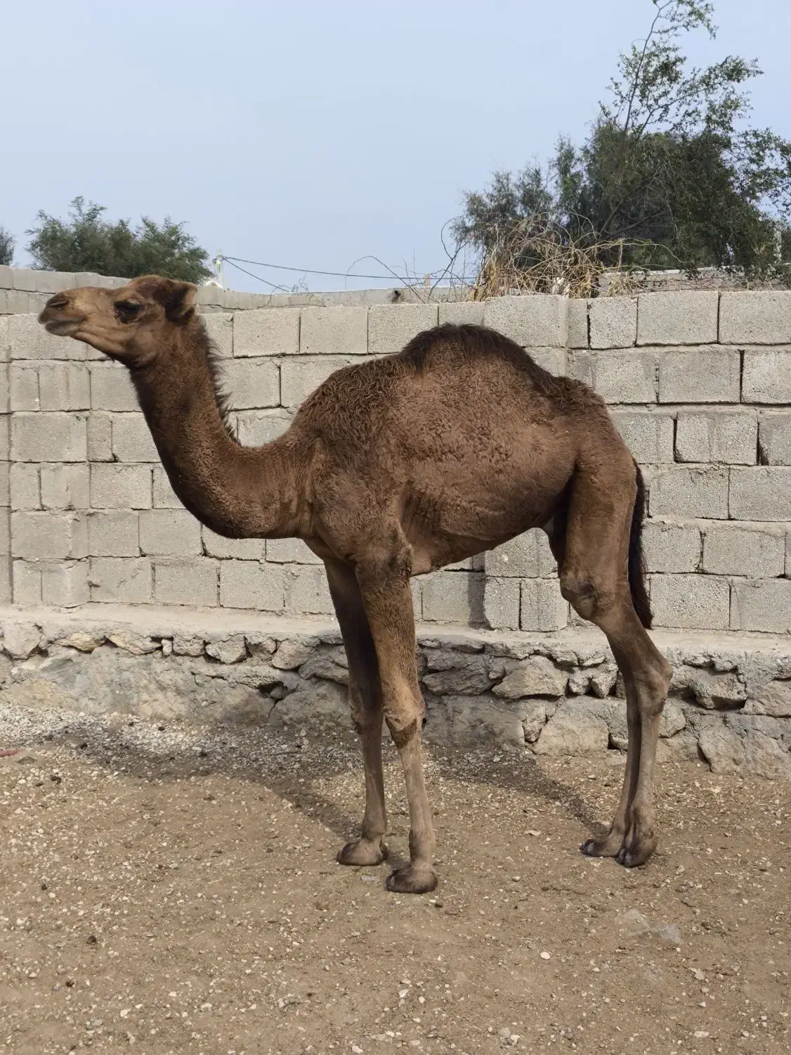 شتر نر یک سال|حیوانات مزرعه|قشم, |دیوار