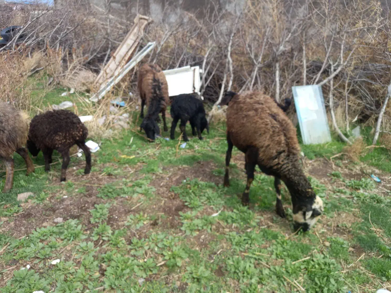 دو رس میش جوان  بره دار جهت نگهداشتن عالی|حیوانات مزرعه|قزوین, |دیوار