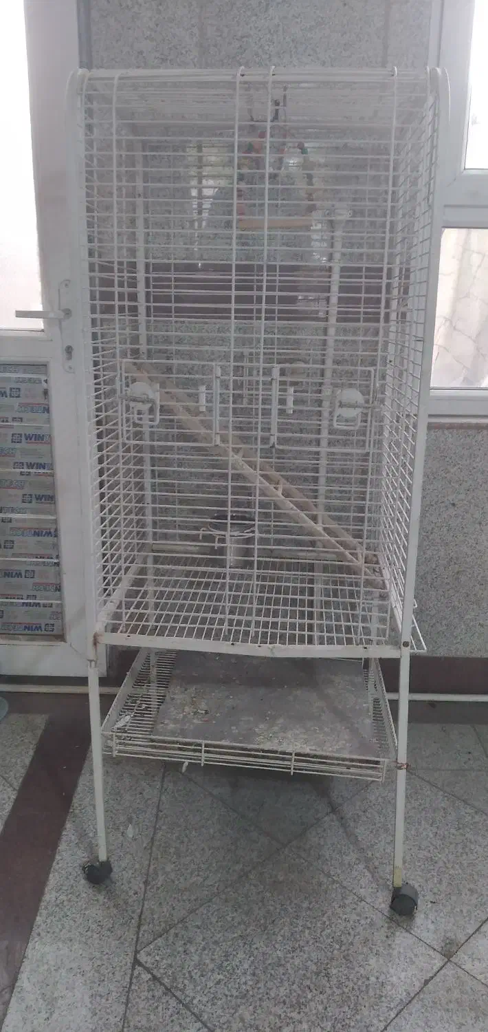 پرنده|پرنده|باقرشهر, |دیوار