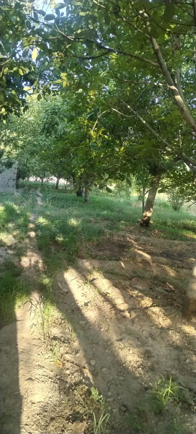 باغ 650 متری|فروش دفتر صنعتی، کشاورزی، تجاری|شبستر, |دیوار