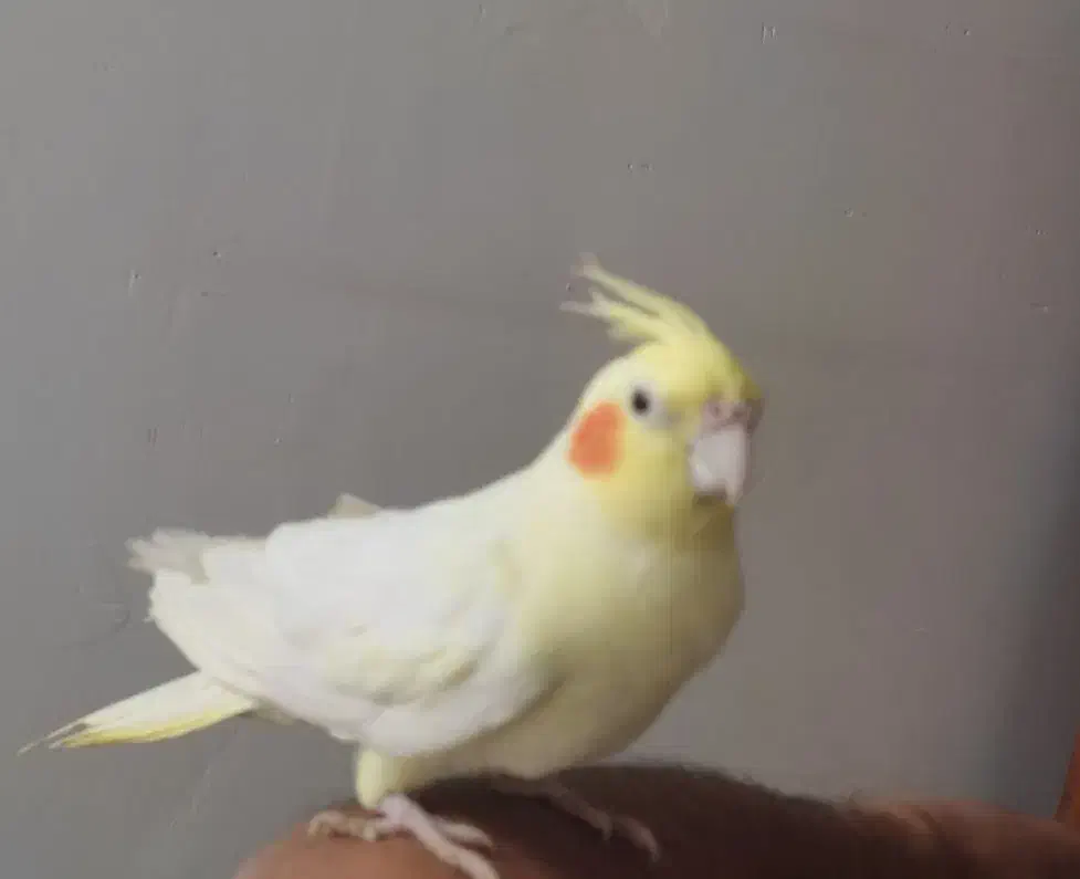 پرنده دستی عروس هلندی|پرنده|فردوس (خراسان), |دیوار