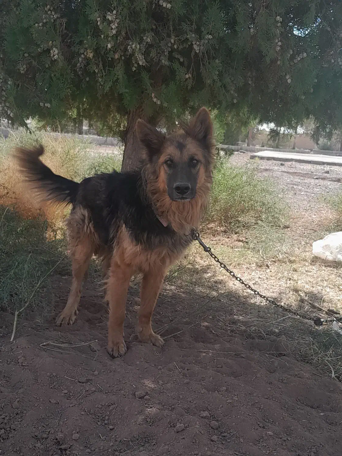 سگ ژرمن موبلند|سگ|رفسنجان, |دیوار