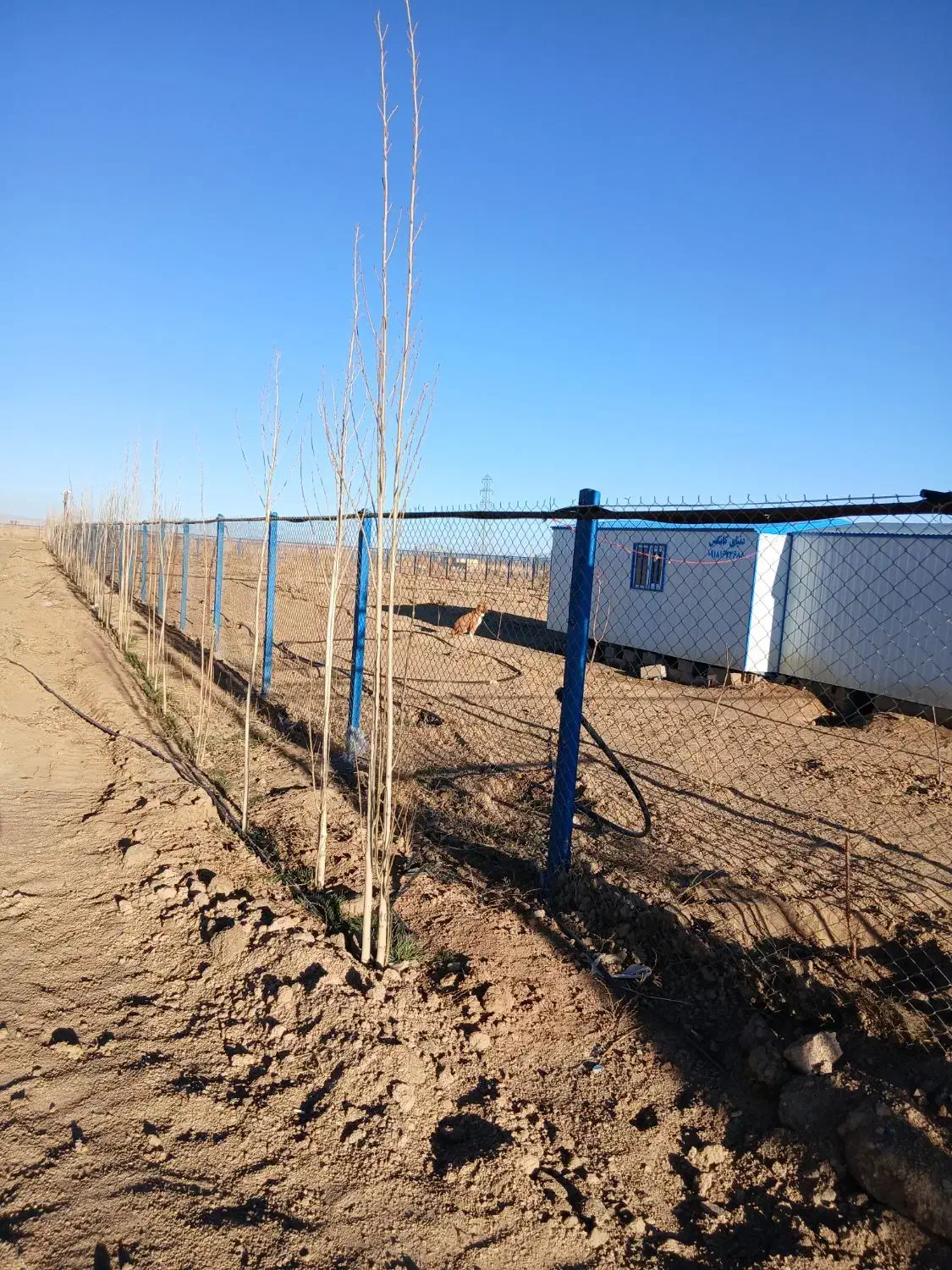 فروش باغ|فروش دفتر صنعتی، کشاورزی، تجاری|ساروق, |دیوار