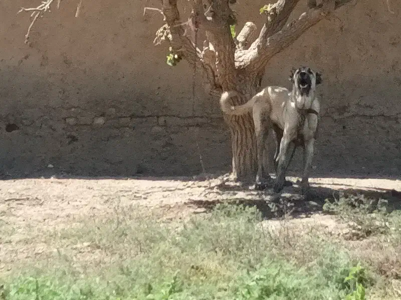 سگ سراب۱۰ماهه اصیل|سگ|قزوین, |دیوار