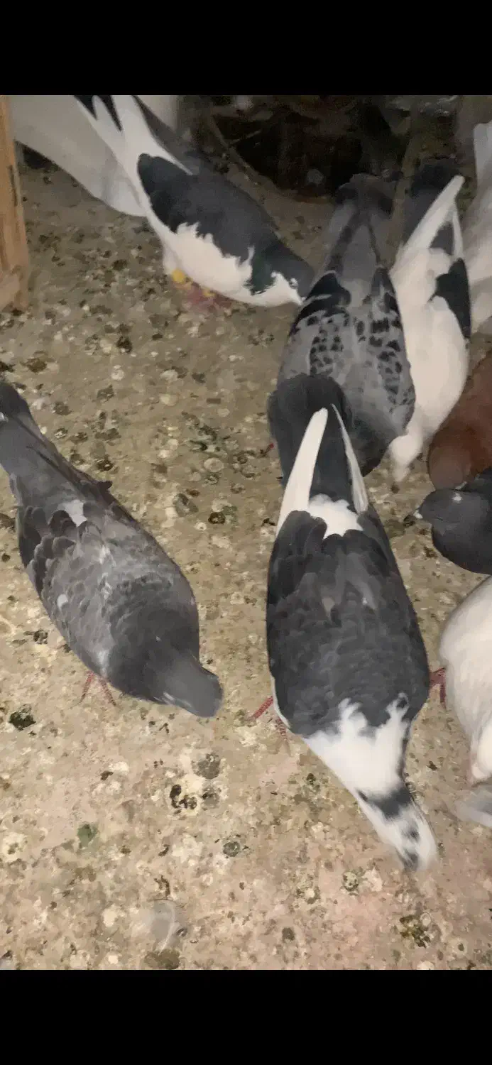 کفتر شهرستانی رنگی|پرنده|فردیس, خیام شرقی|دیوار