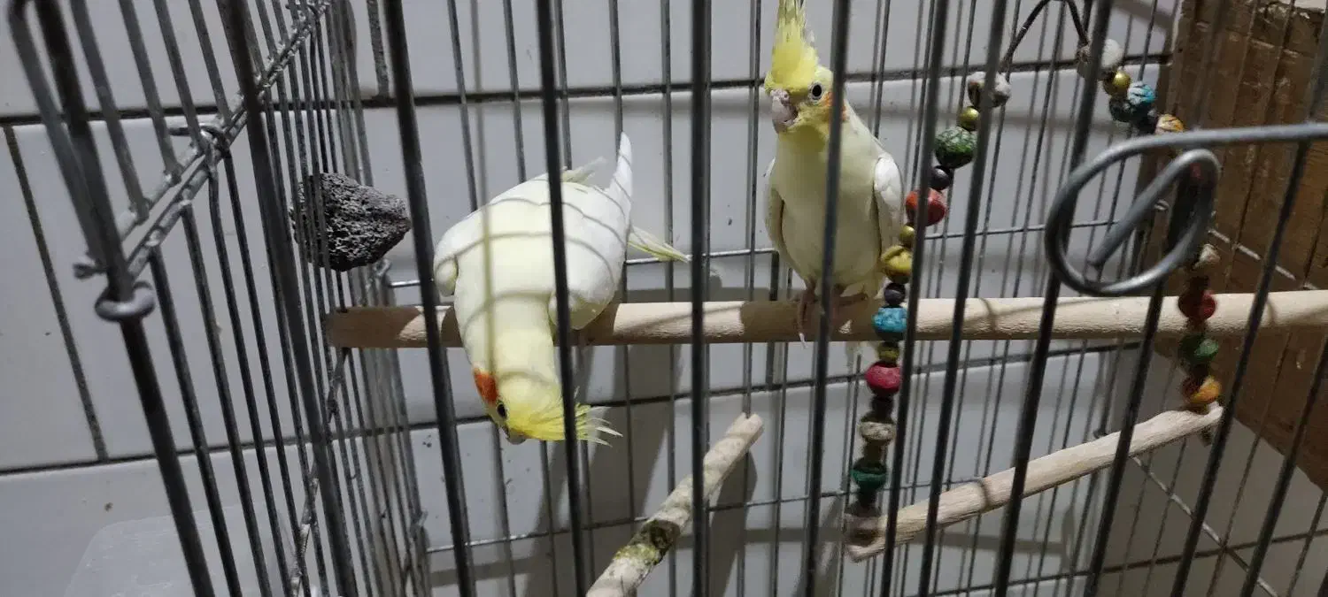 فروش جوجه تازه دونه خورشده|پرنده|فسا, |دیوار