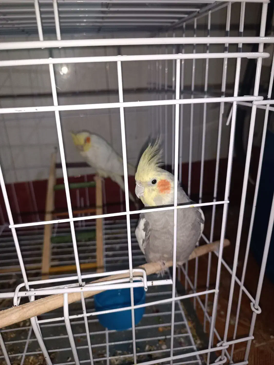 عروس هلندی|پرنده|دهلران, |دیوار