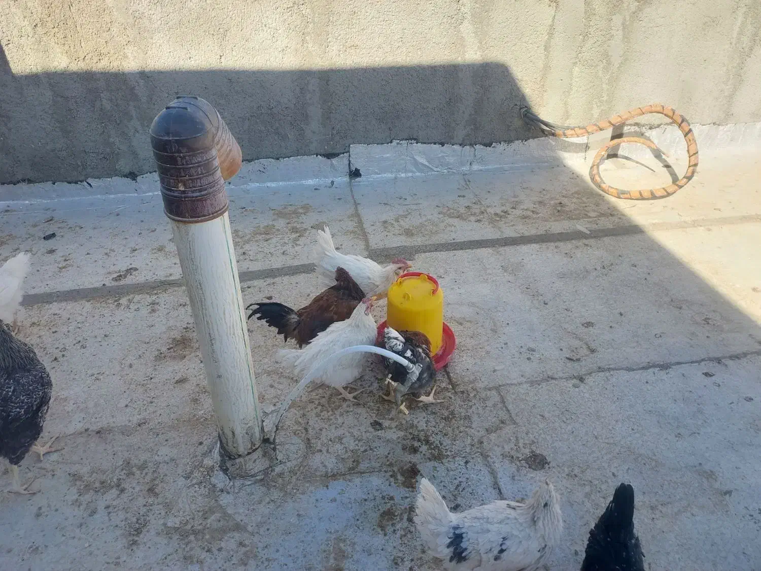 فروش سه خروس گلین|حیوانات مزرعه|شهرضا, |دیوار