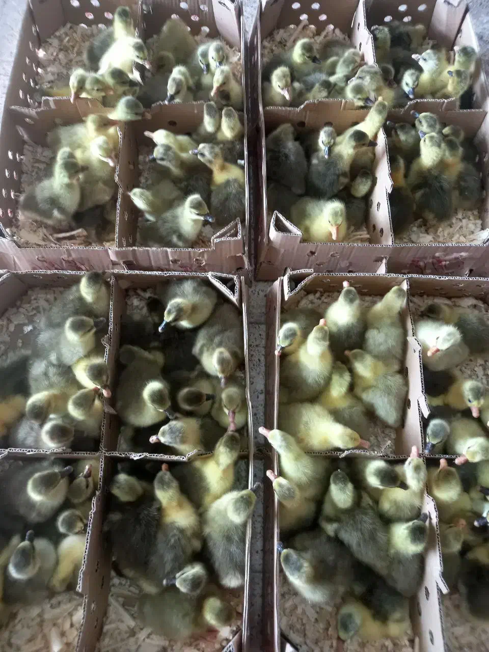 غاز|حیوانات مزرعه|شیراز, درکی|دیوار