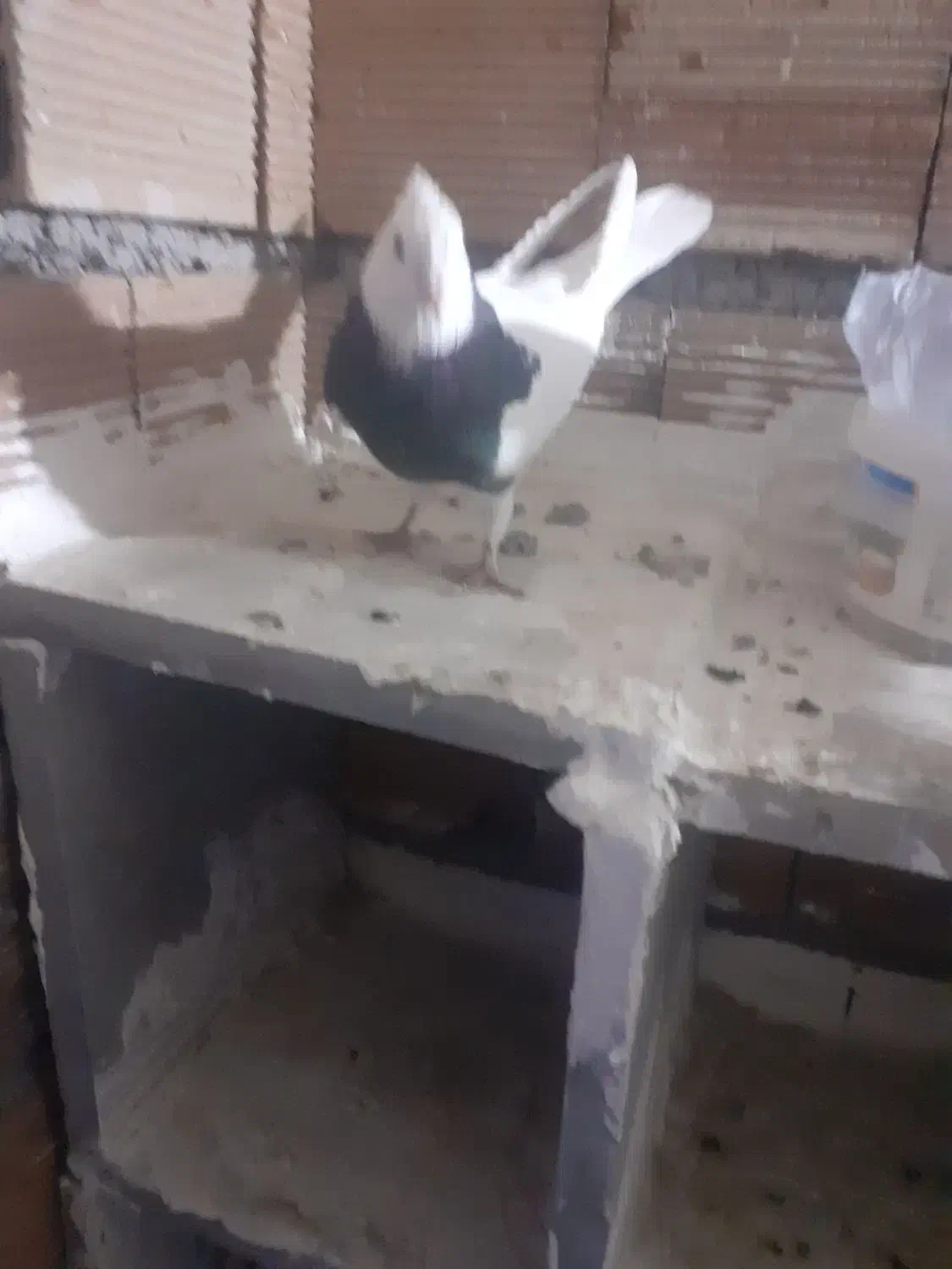 سرور کلفه جفت تخم هم گذاشته سیاه کلفه مثل خروس|پرنده|اردبیل, |دیوار