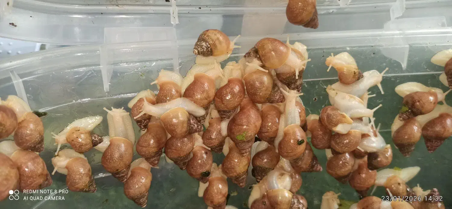 حلزون اچاتینا درمانی|خزنده|اصفهان, میرعماد|دیوار