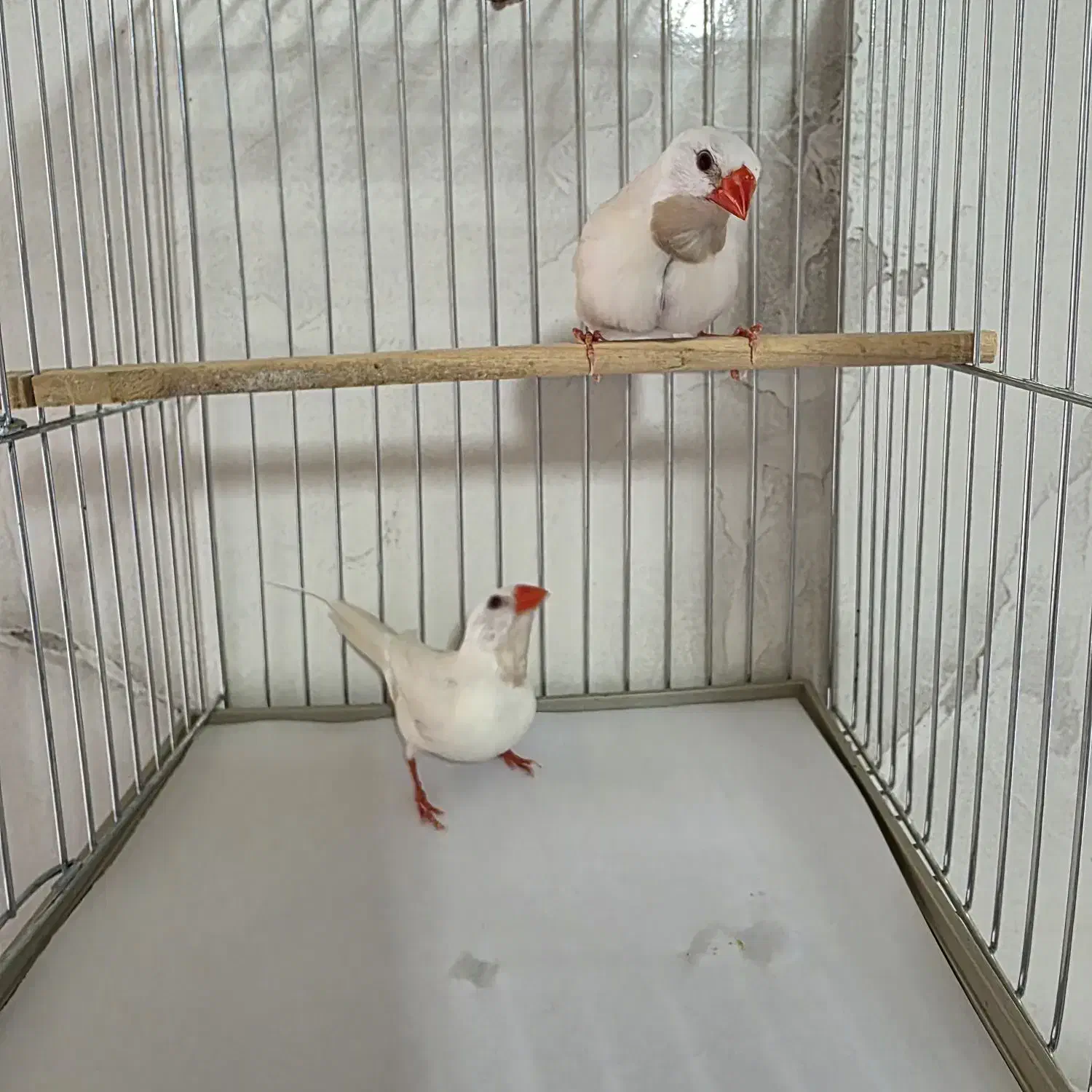 فنچ کراواتی|پرنده|شیراز, تل حسین‌آباد|دیوار