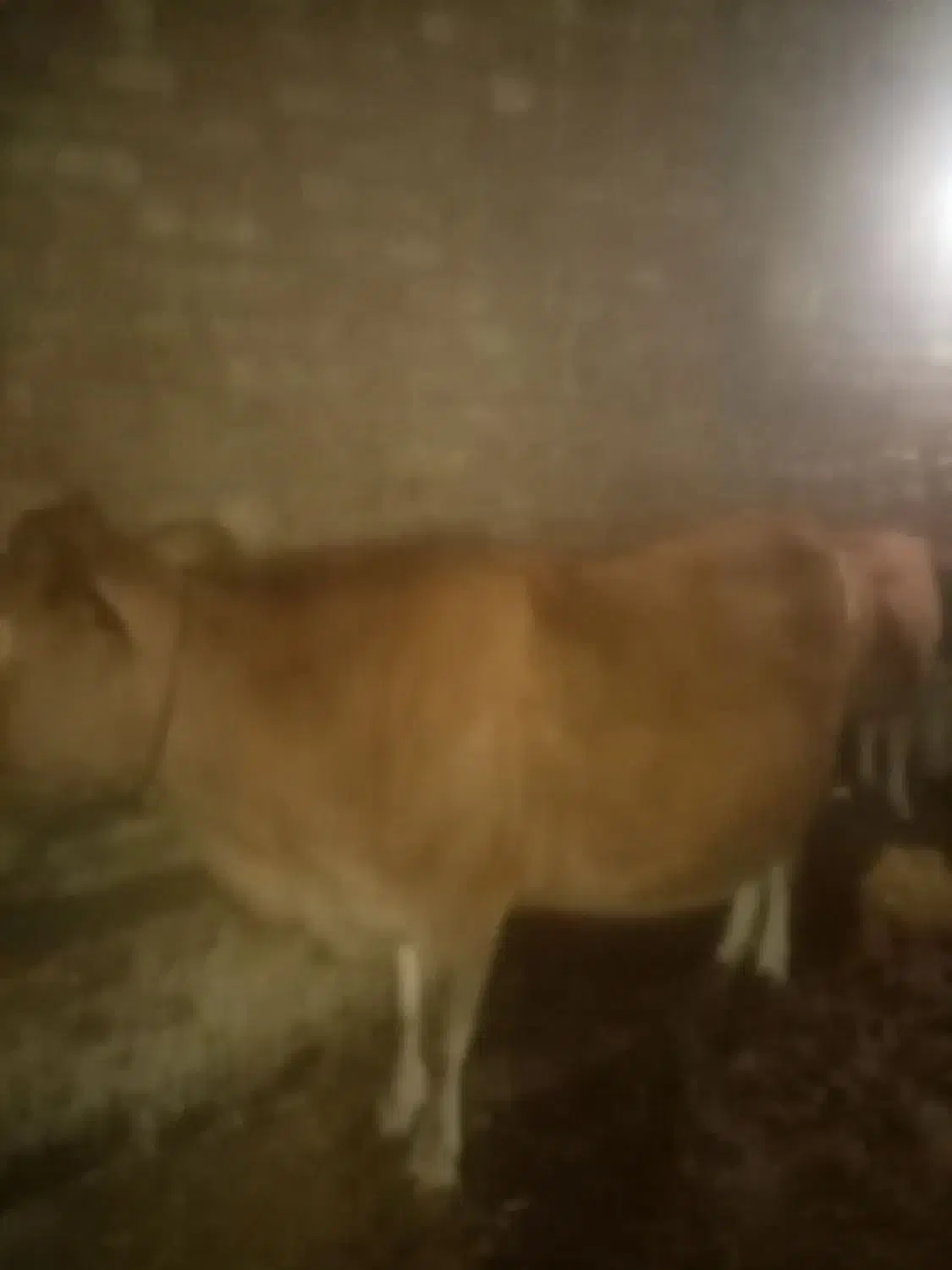 گاو به همراه گوساله|حیوانات مزرعه|تبریز, |دیوار