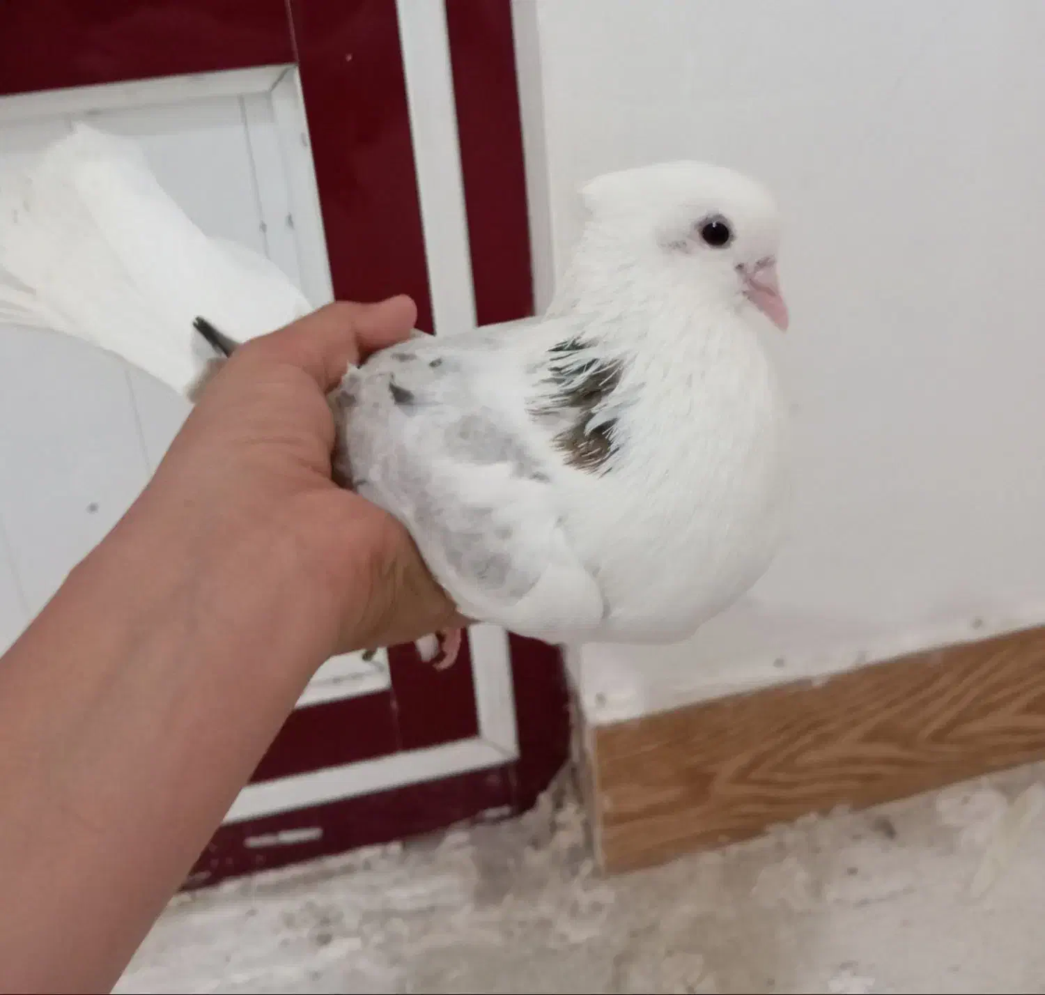 کبوتر|پرنده|میانه, |دیوار