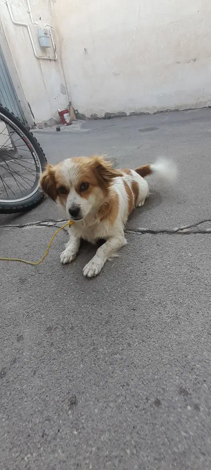 سگ پاکوتاه|سگ|بستان آباد, |دیوار