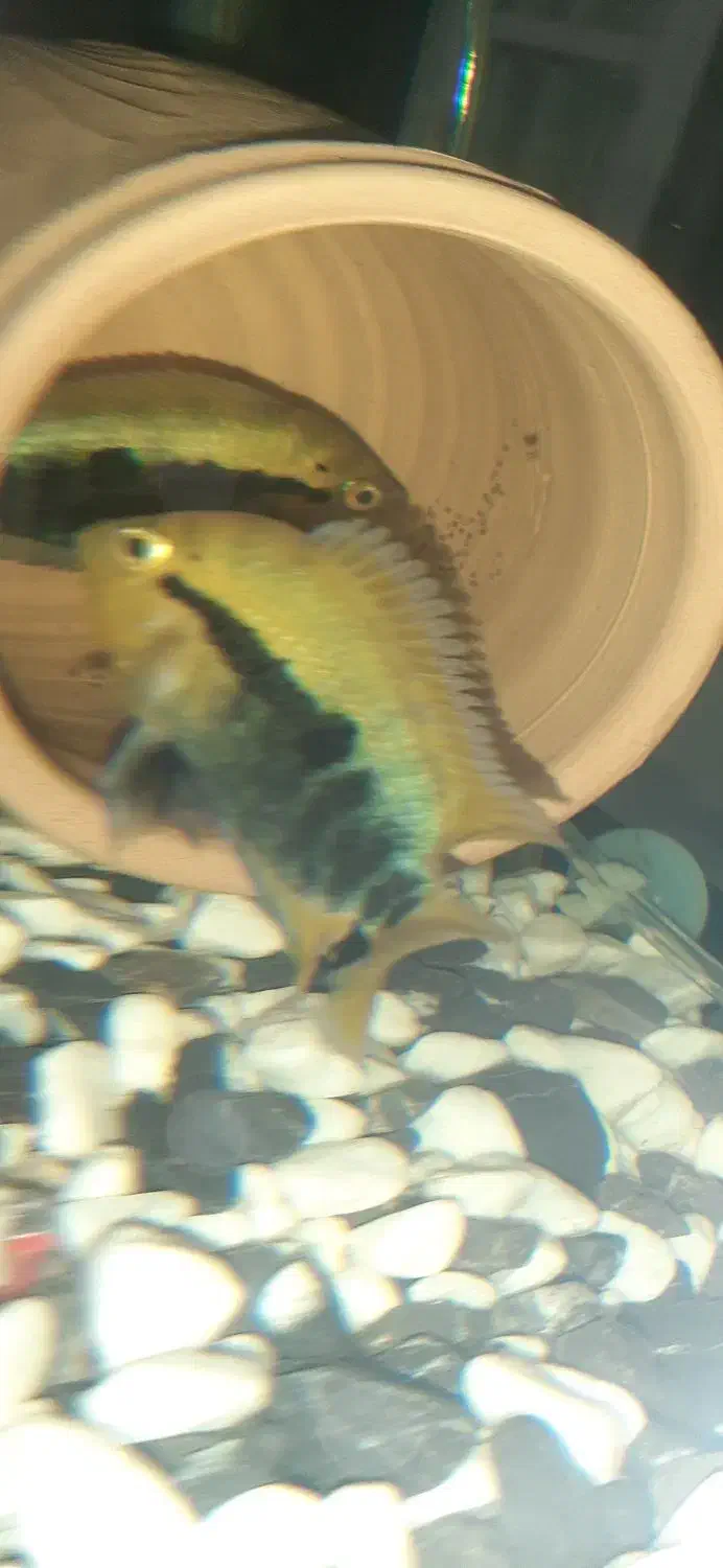 ماهی آکواریوم براش افرا مولد جفت|ماهی|شیراز, فرودگاه شهید دستغیب شیراز|دیوار