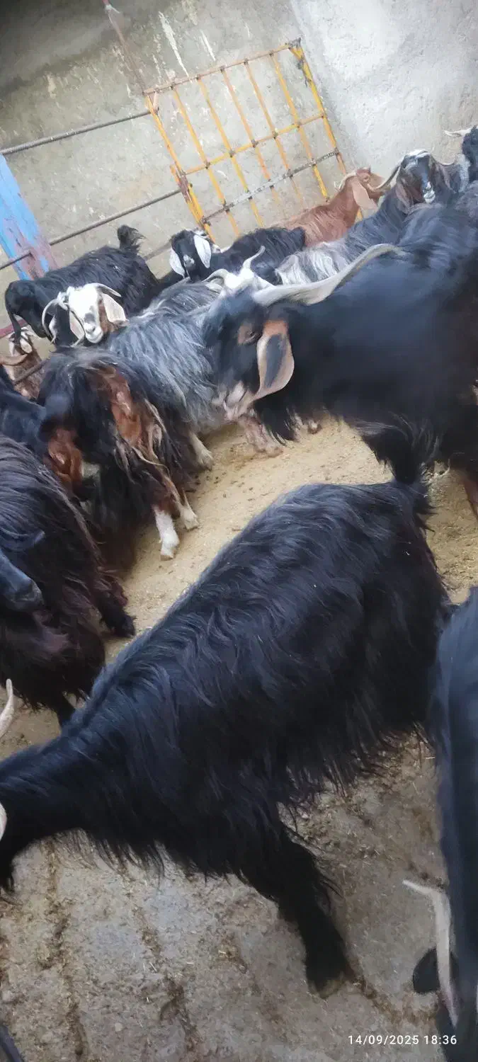 تعداد 25 عدد بز جوان همه ابستن به فروش میرسد|حیوانات مزرعه|سیوان, |دیوار