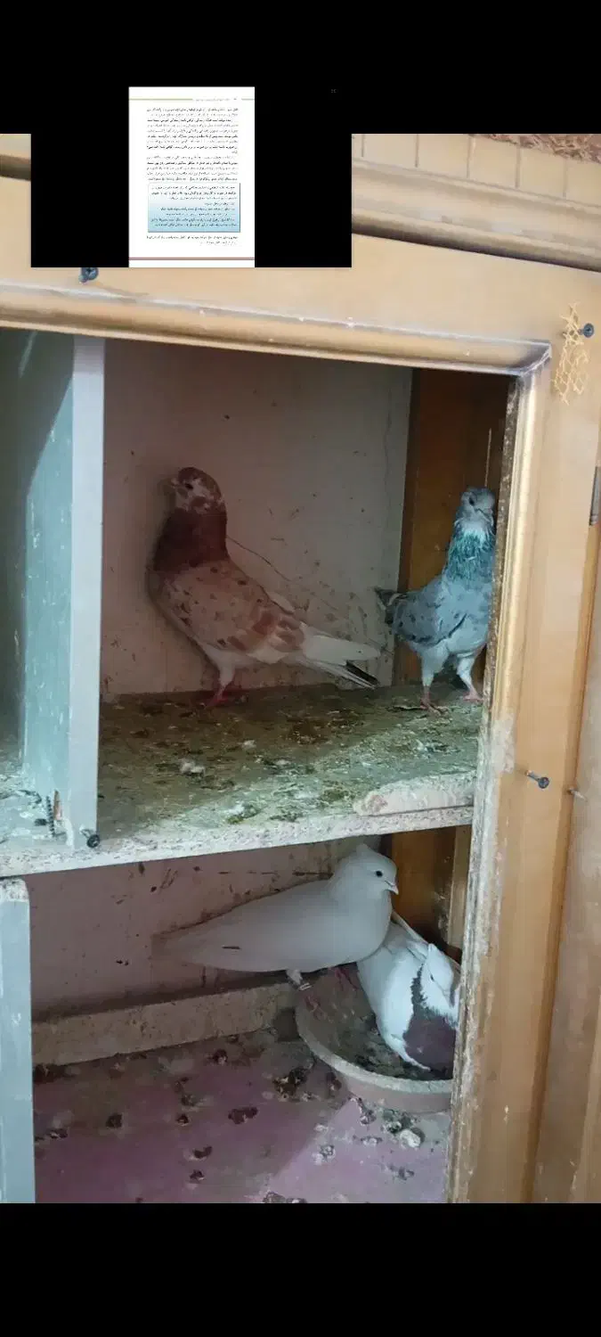 کبوتر|پرنده|الوند, |دیوار