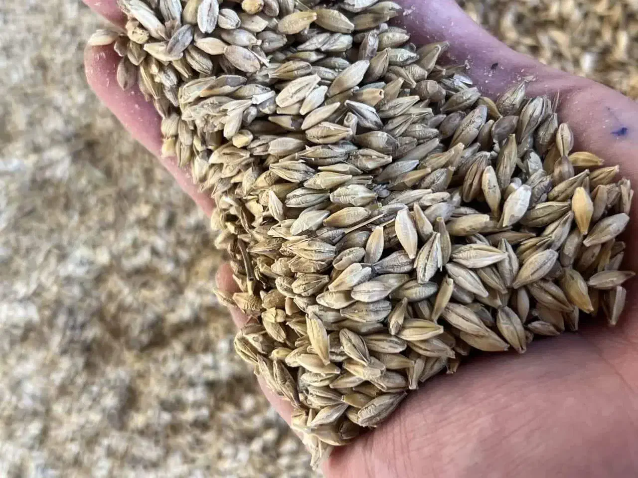 خوراک دام، جو، یونجه، کاه گندم|لوازم جانبی حیوانات|اشکذر, |دیوار