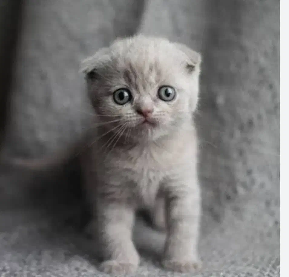 گربه های اسکاتیش‌و‌بریتیش|گربه|سنندج, |دیوار