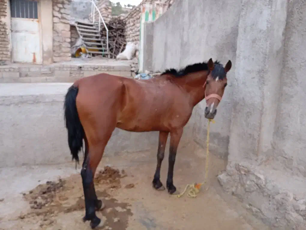 مادیان اصیل کرد|اسب و تجهیزات اسب‌سواری|خرم‌آباد, |دیوار