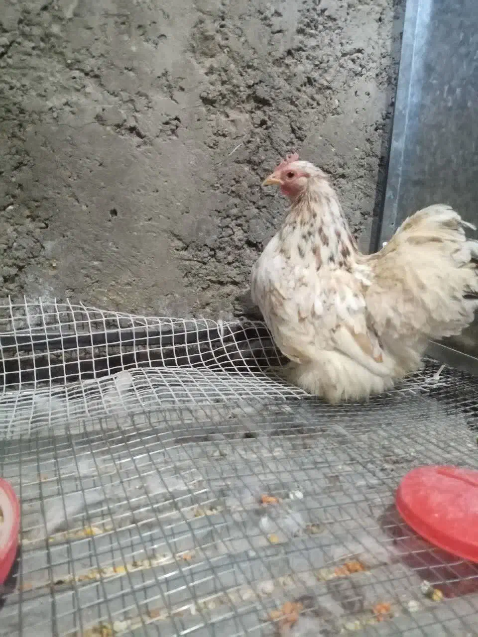 تک مرغ کوشین گلین|حیوانات مزرعه|خمینیشهر, |دیوار