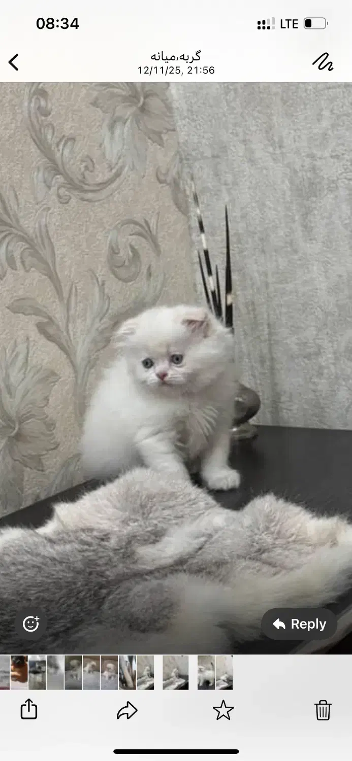 گربه اسکاتیش|گربه|زنجان, |دیوار