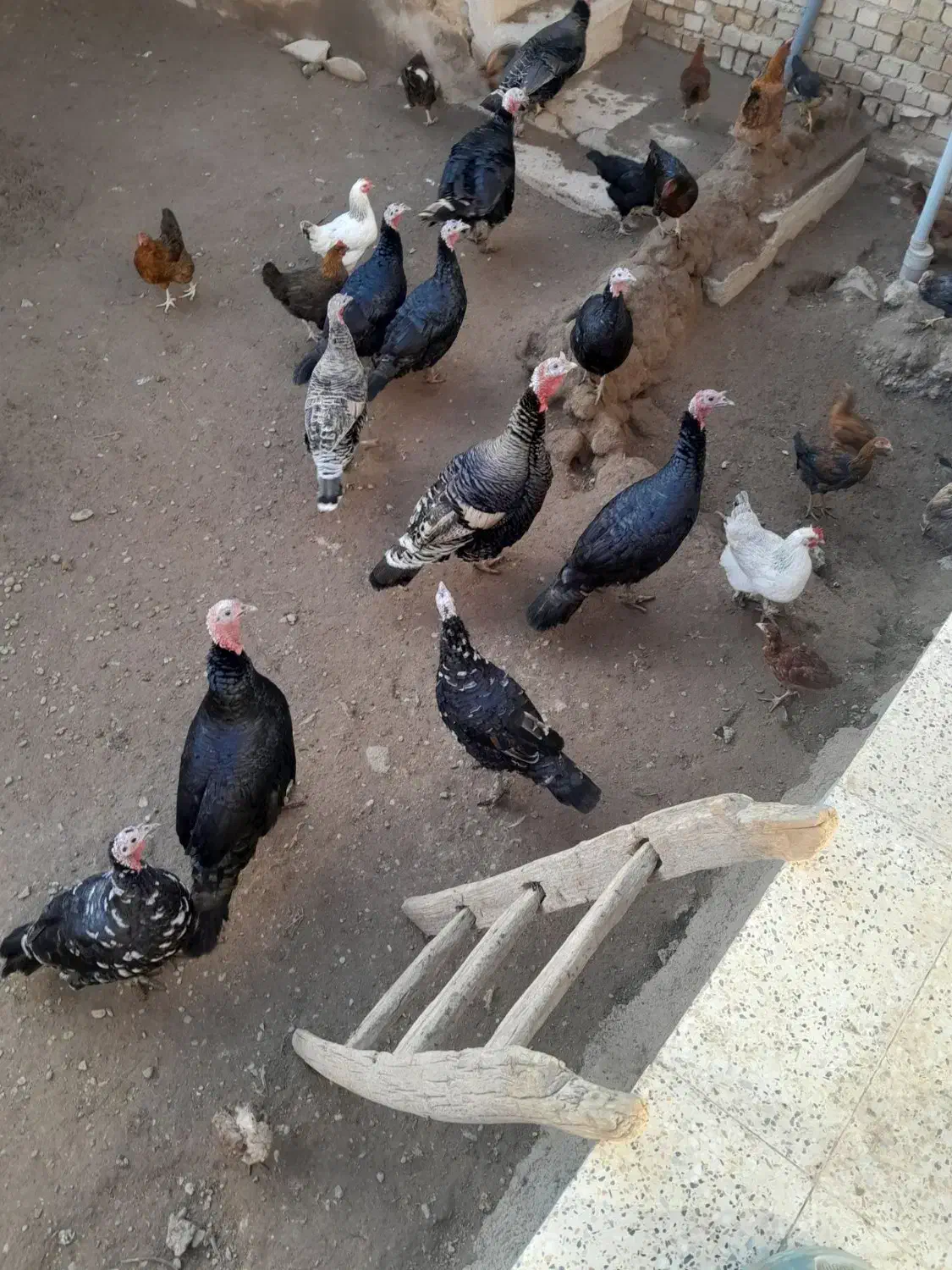 فروش مرغ و خروس و بوقلمون|حیوانات مزرعه|دشتابی, |دیوار