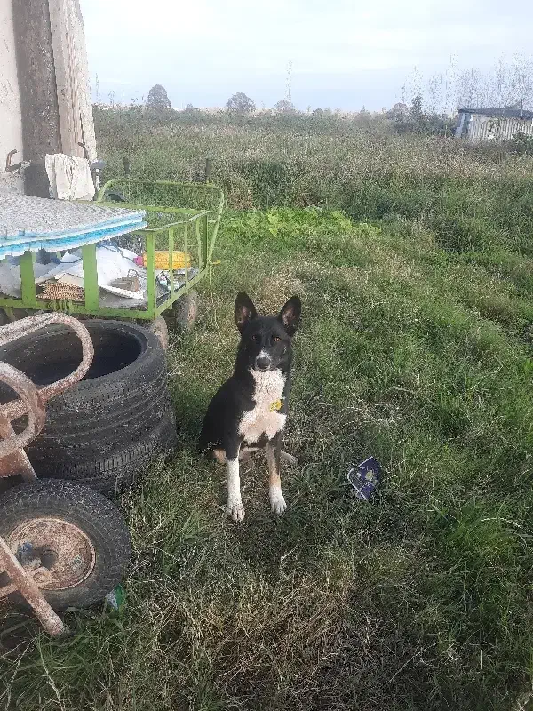 سگ هاسکی|سگ|رشت, باهنر|دیوار