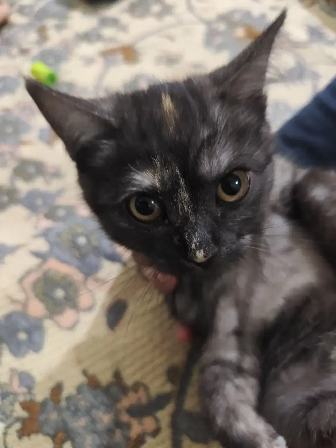 گربه اسکاتیش|گربه|بومهن, |دیوار