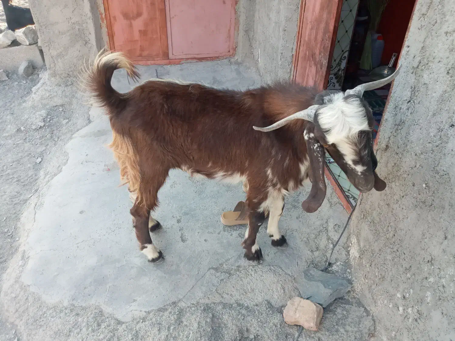 تروشت خوب فروشی|حیوانات مزرعه|پیپ, |دیوار