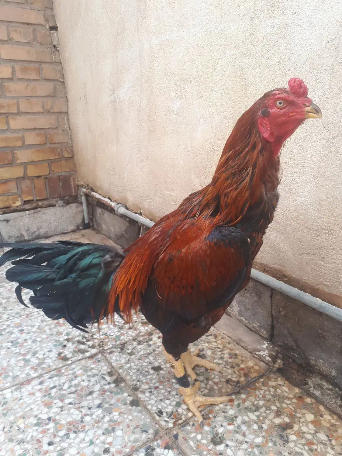 خروس لاری|حیوانات مزرعه|تهران, صادقیه|دیوار