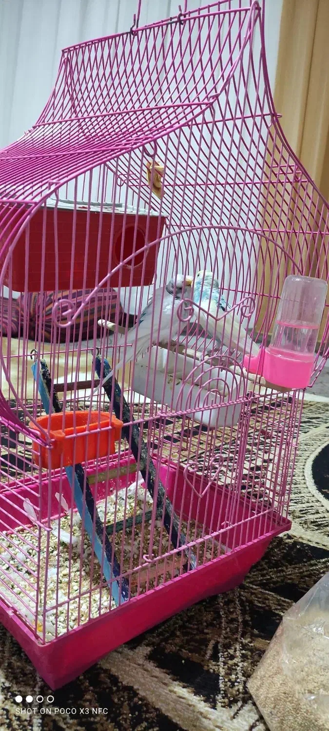 مرغ عشق مولد|پرنده|سقز, |دیوار