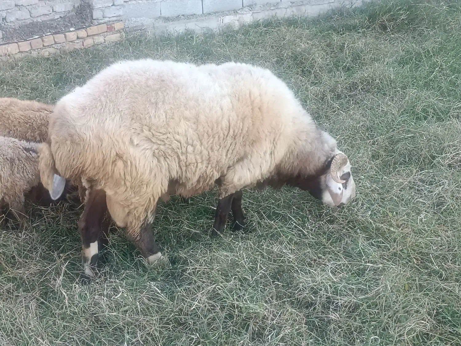 قوچ|حیوانات مزرعه|گمیشان, |دیوار