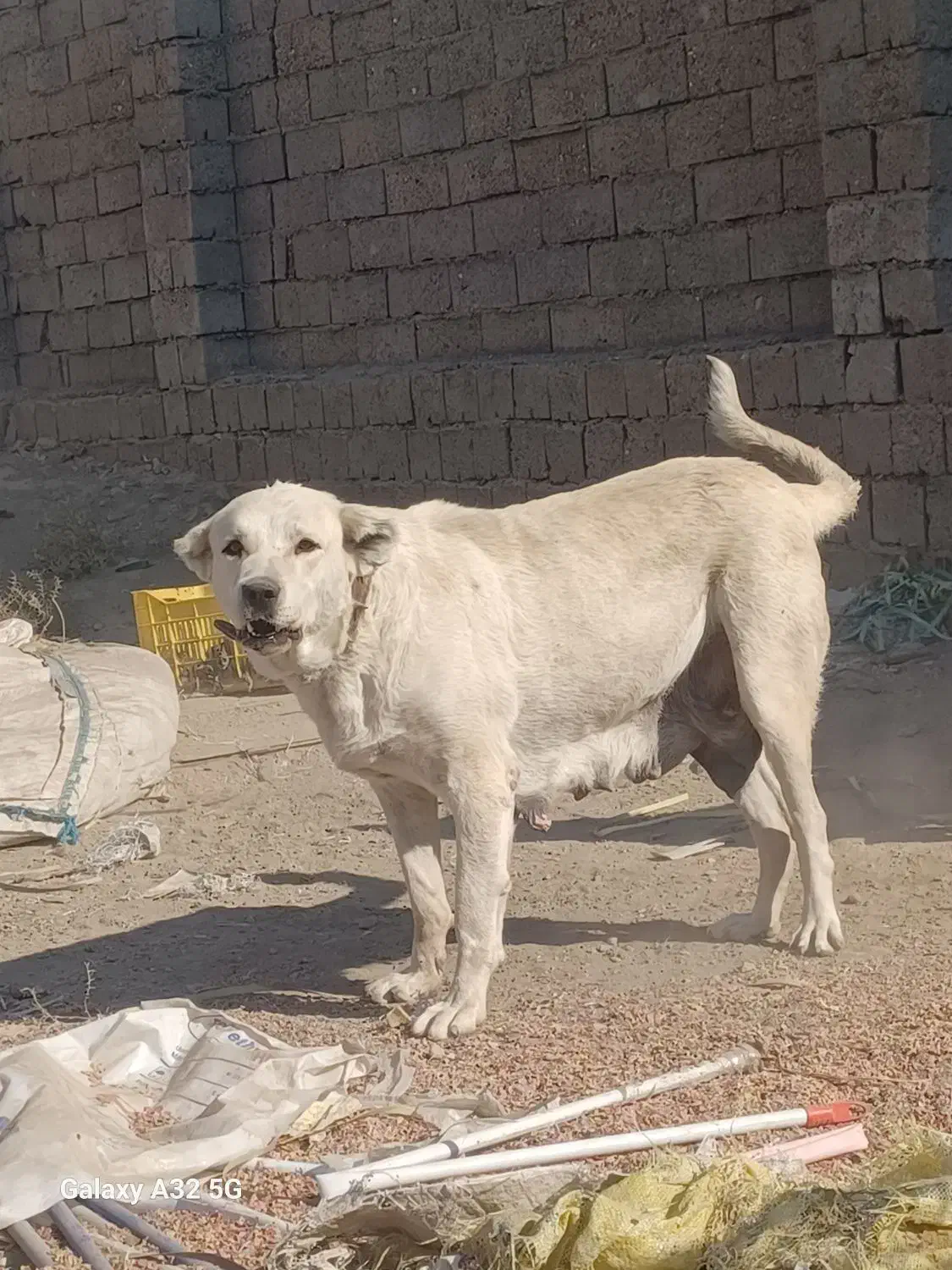 سگ گله|سگ|میاندوآب, |دیوار