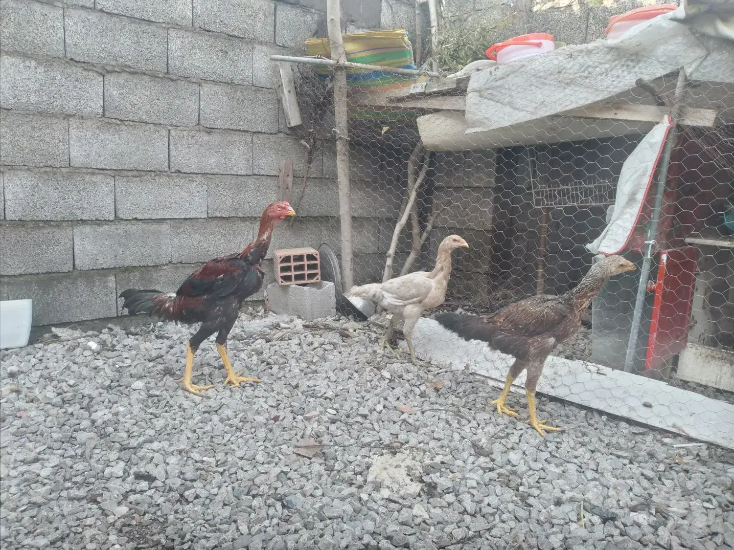 سه عدد لاری نژاد دار|حیوانات مزرعه|چالوس, |دیوار