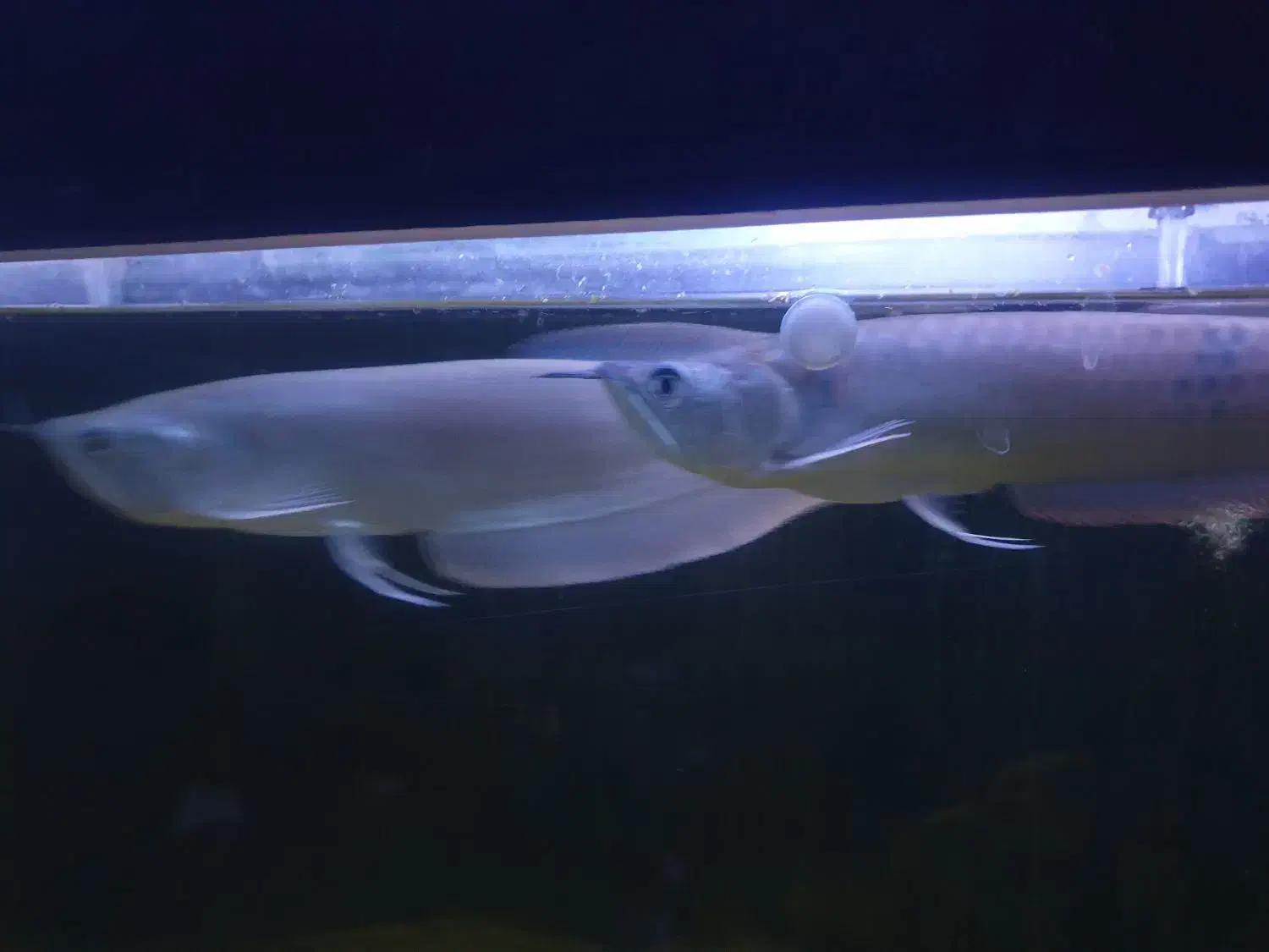 یک جفت اروانا سیلور خانگی|ماهی|اهواز, آریاشهر|دیوار