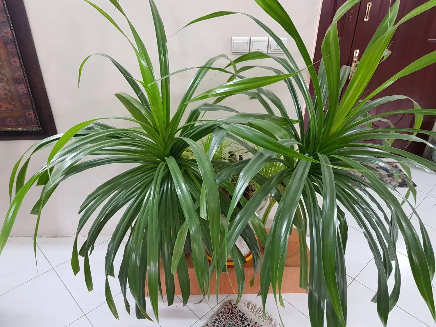 گلدان گل پاندانوس زیبا|گل و گیاه طبیعی|مشهد, احمدآباد|دیوار