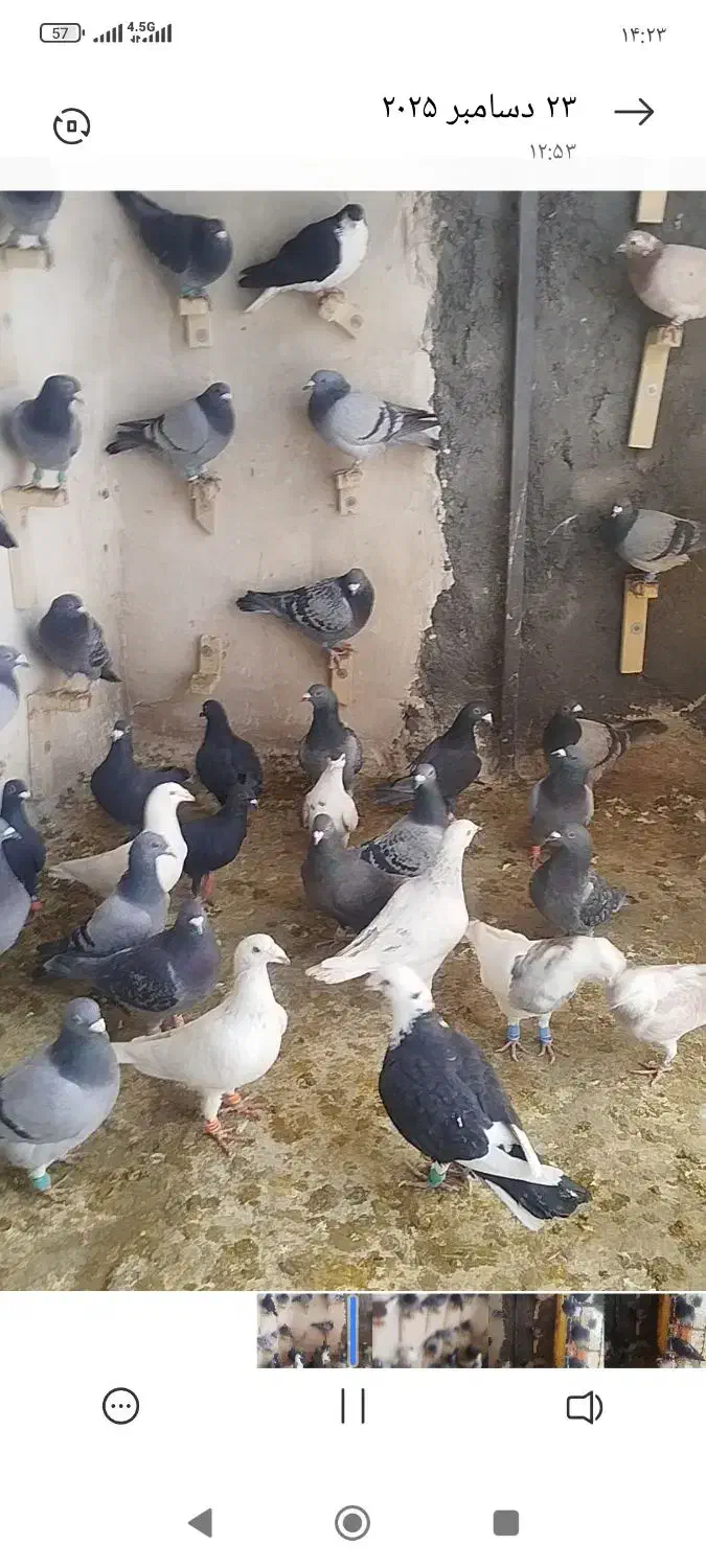 50عدد ماده  هوای قلدر|پرنده|تربت‌حیدریه, فتح المبین|دیوار