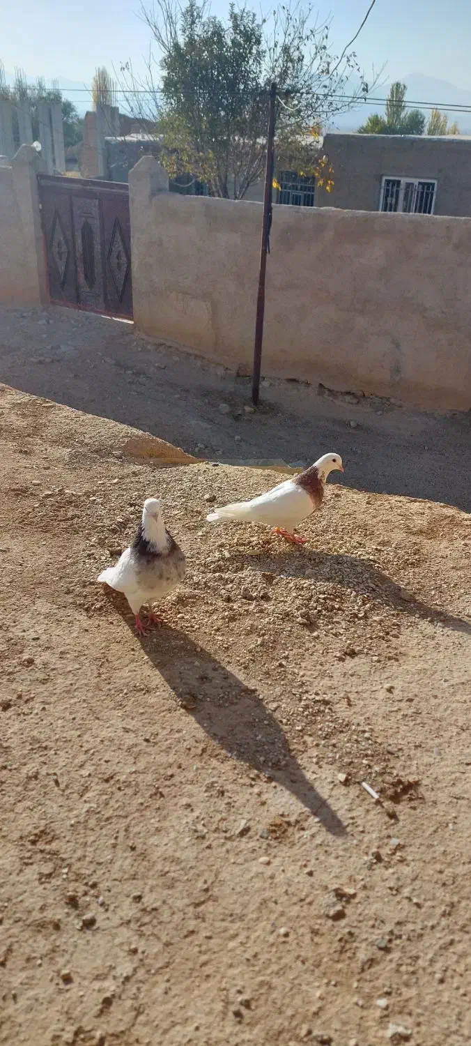 طوقی|پرنده|قروه, |دیوار