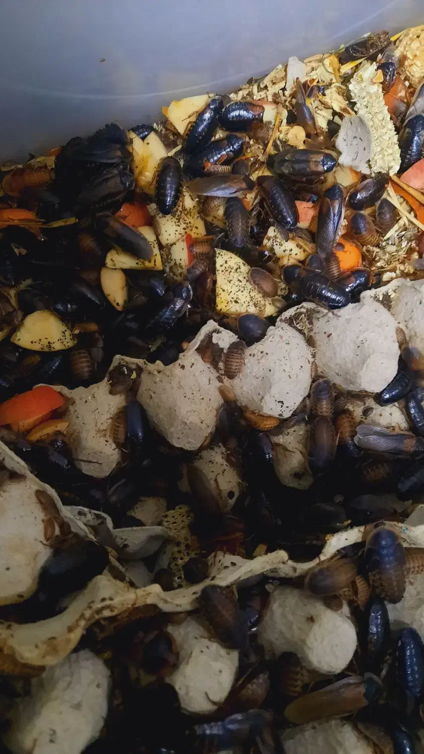 سوسک دوبیا روچ فیدر|خزنده|اصفهان, قلعه طبره|دیوار