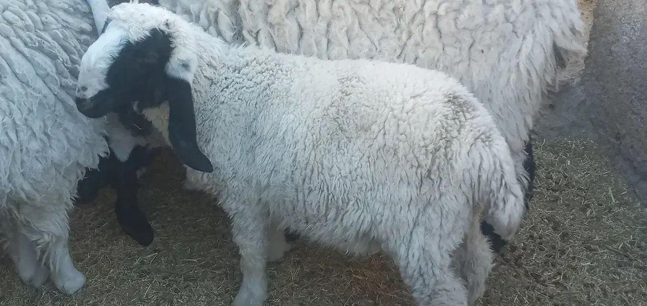 بره نر پاکستانی دم خونه ای۶ ماهه تقریبا|حیوانات مزرعه|زاهدان, |دیوار