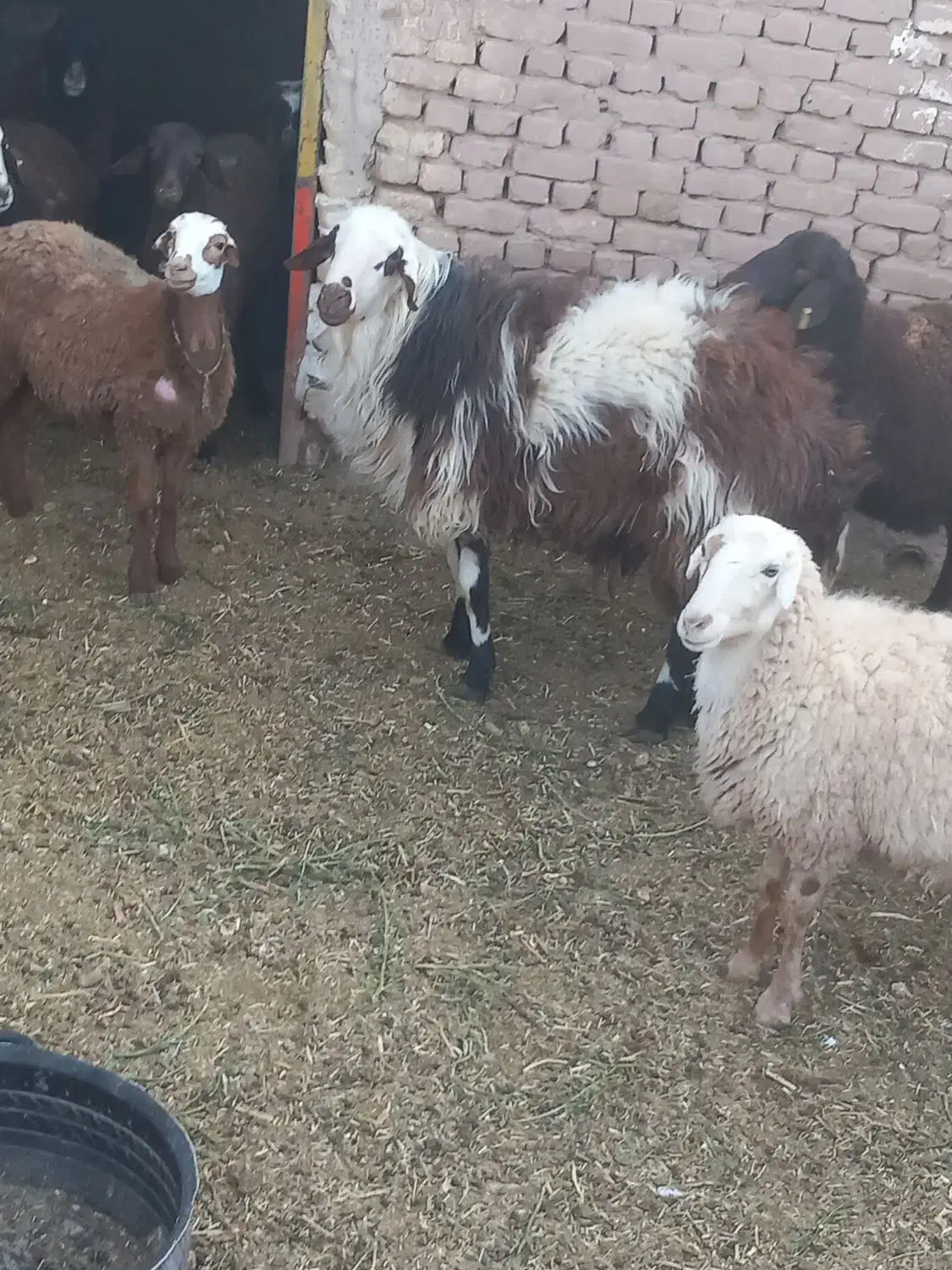 قوچ افشاری|حیوانات مزرعه|جلگه رخ, |دیوار