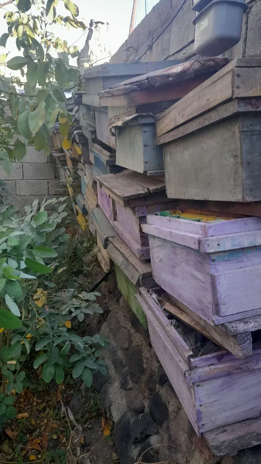 قوتی زنورعسل|عمده‌فروشی|مشگین شهر, |دیوار