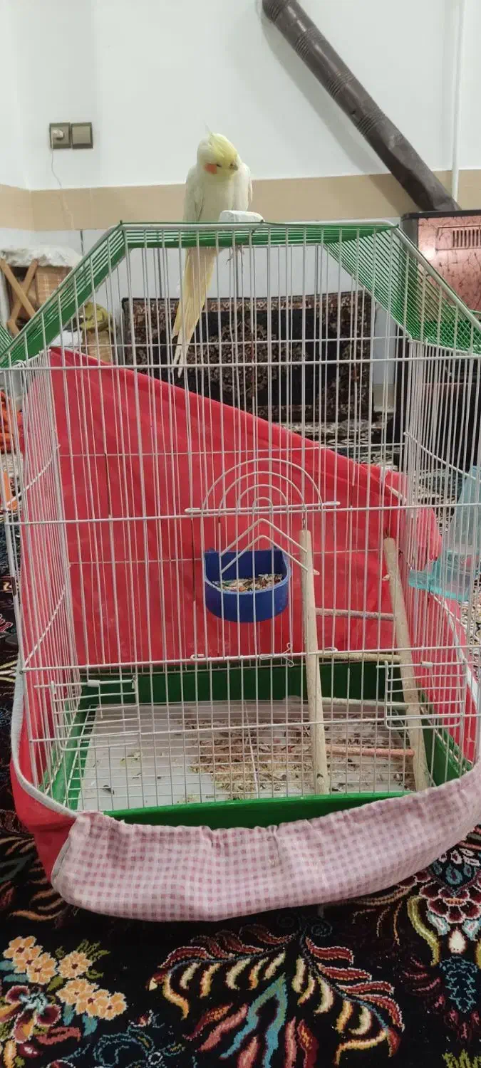 پرنده|پرنده|تربت‌حیدریه, بیمارستان رازی|دیوار